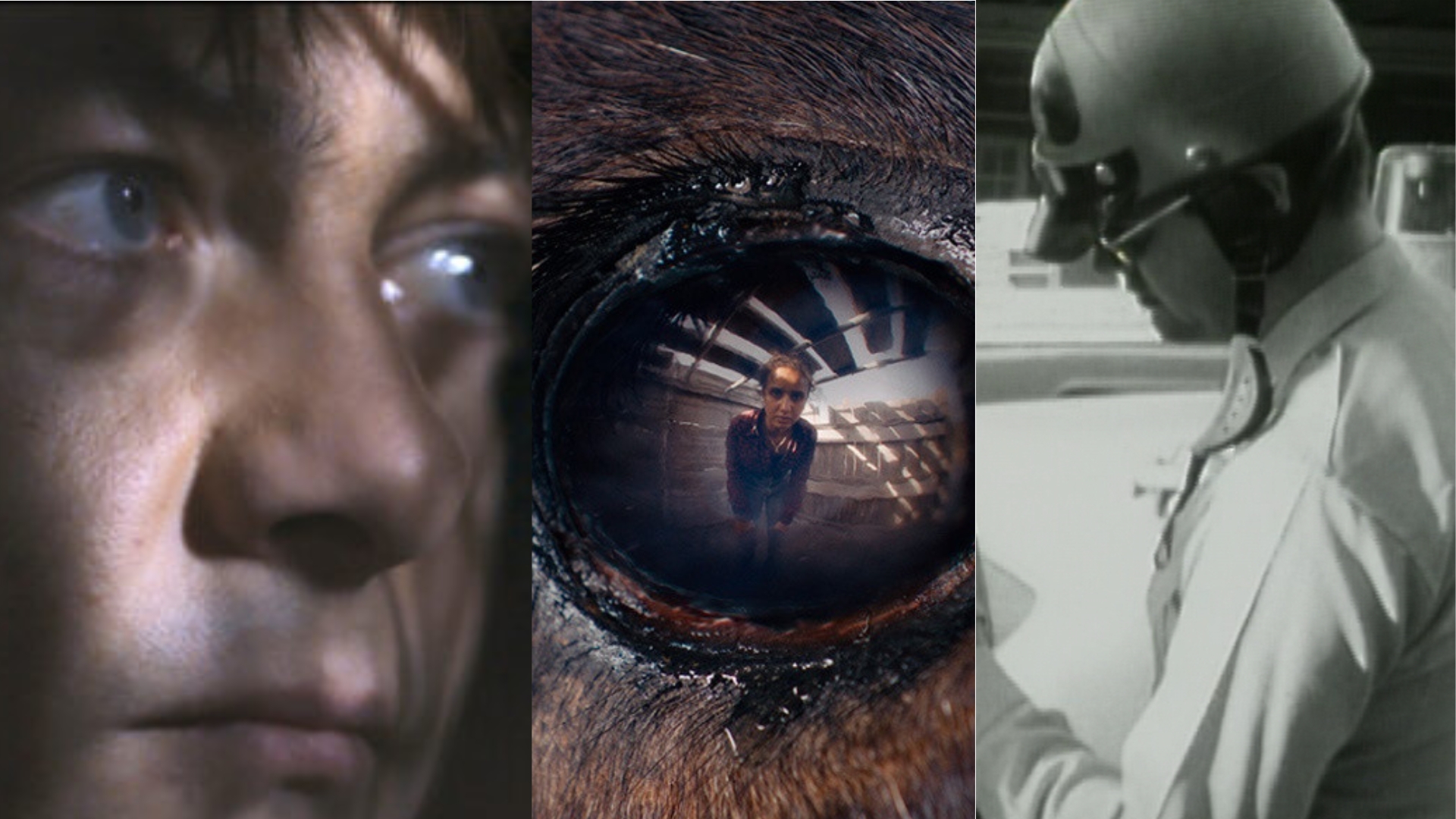 Affiche de l'article : Billet cannois #7 : Miséricorde, Animale & Law and Order